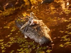 Hasbro G.I. Joe Classified Series Croc Master & Fiona Action Figure -Toy Shop 5010993937790g